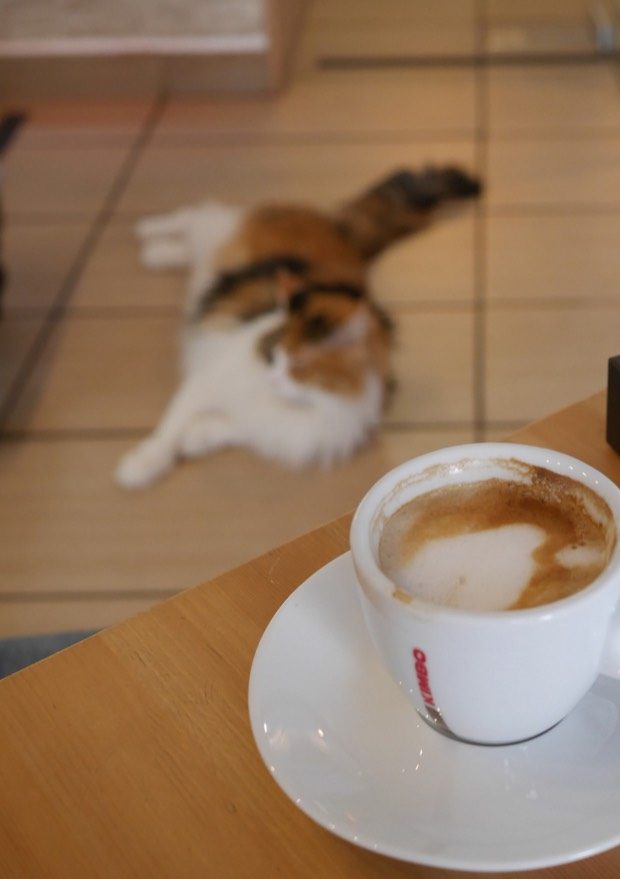 店内でくつろぐ猫とコーヒーカップ