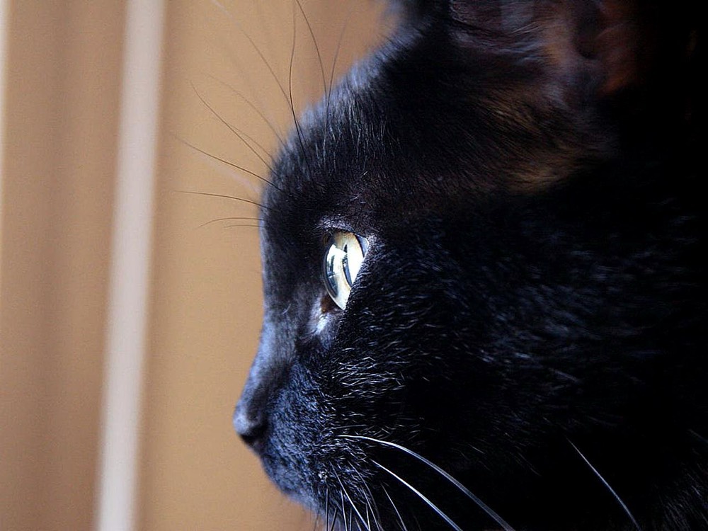 黒猫のくろ