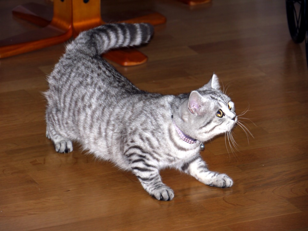 サバトラ猫のとら